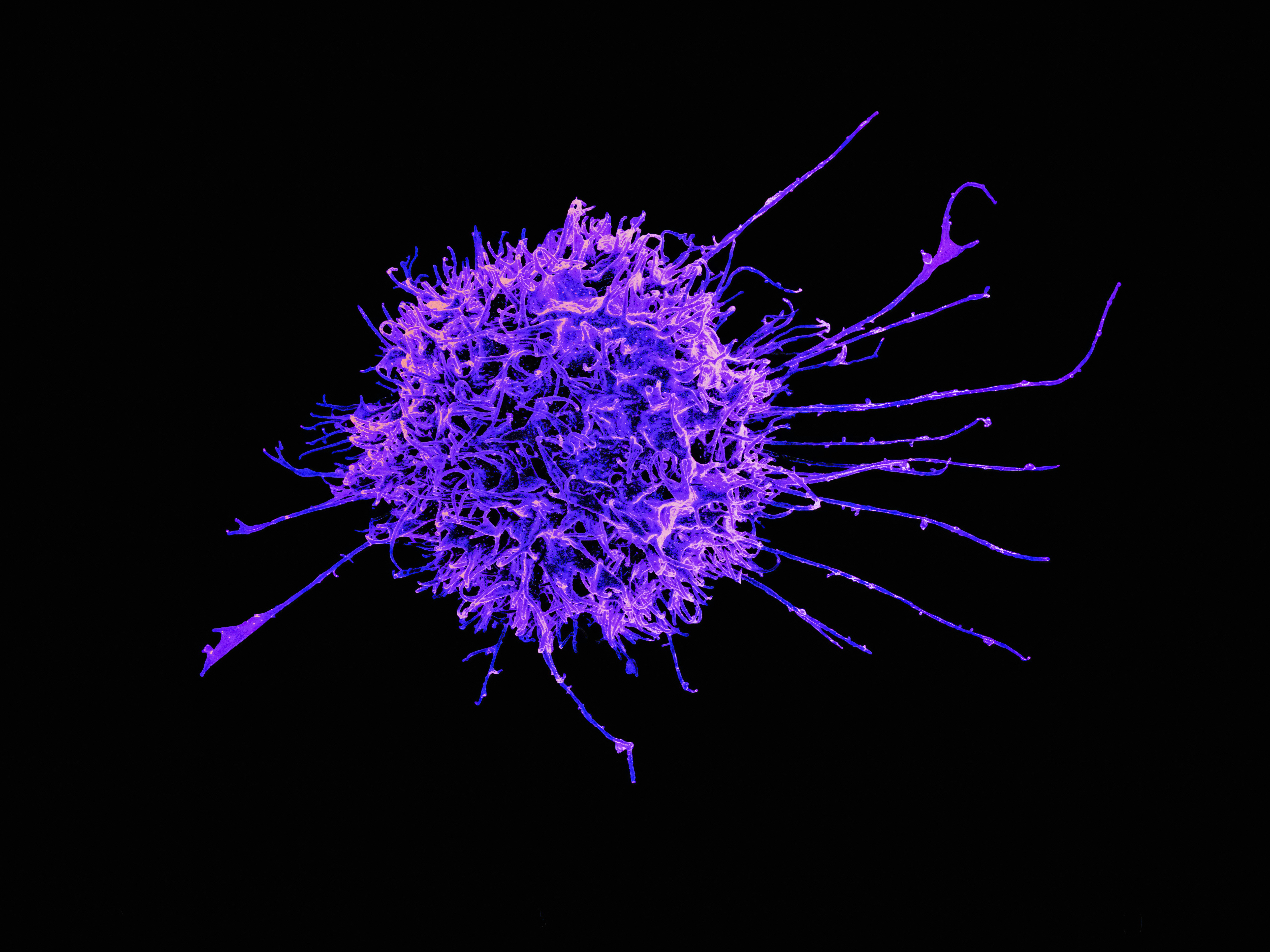 The Most Effective Seminars For Immune System Support